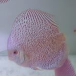 discus panthera