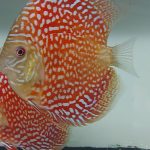 discus galaxy turquoise