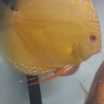 DISCUS YELLOW ALBINO