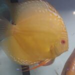 discus albino golden