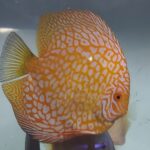 discus yellow jaguar grade a