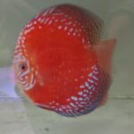 Discus red white rafflésia