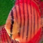 discus wild iripixi