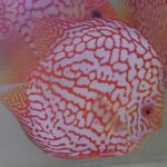Discus red jaguar