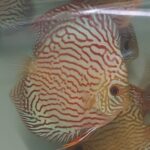 discus turquoise rouge