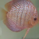 discus tiger turquoise