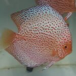discus pigeon blue snake
