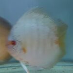 Discus cobalt blue