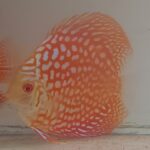 Discus golden jaguar