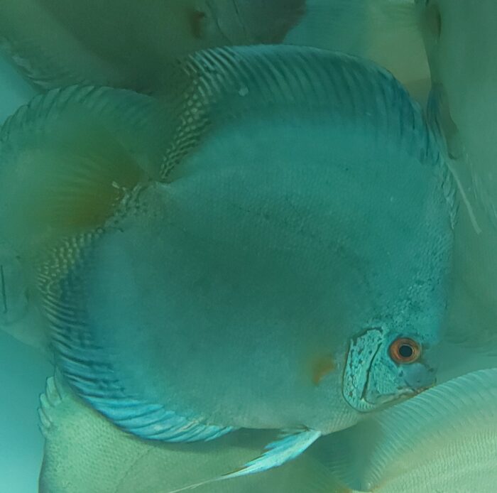 Accueil - Asia Discus