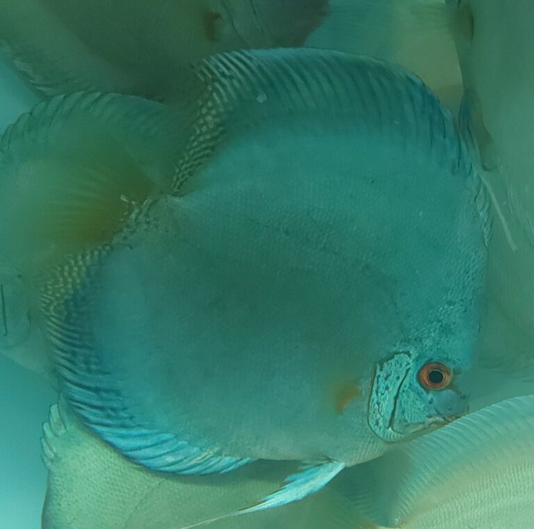 Japanese Discus Accueil - Asia Discus