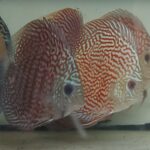 Discus maze turquoise