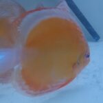 SUPER RED PARACONI