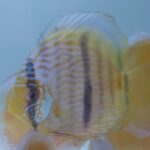 DISCUS HECKEL MARI MARI