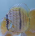 DISCUS HECKEL MARI MARI
