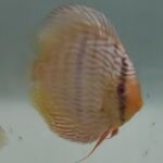 DISCUS HECKEL ABACAXI