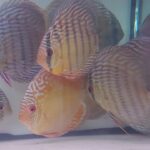 DISCUS SEMI ROYAL