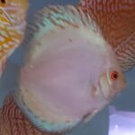 DICUS WHITE BUTTERFLY