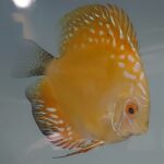 DISCUS YELLOW PANDA
