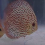 DISCUS SAKURA LEOPARD