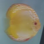 DISCUS YELLOW PANDA