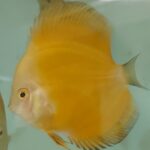 DISCUS ROYAL YELLOW