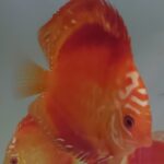 DISCUS RED PANDA