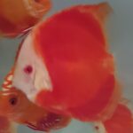 DISCUS RED VALENTINE
