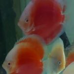 DISCUS ROYAL RED