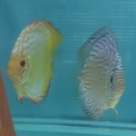 COUPLE TURQUOISE/GOLDEN